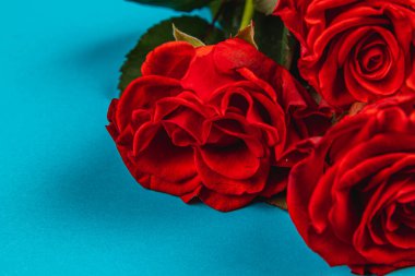 Bir demet taze kırmızı gül kadife yapraklarını parlak mavi bir arka planda sergiliyor, doğal güzelliklerini sergiliyor ve ayara renk katıyor..