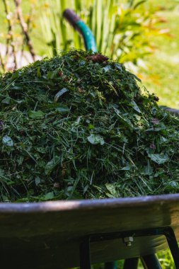 Freshly cut grass and leaves fill a wheelbarrow, reflecting the diligent work of gardening on a sunny afternoon in a vibrant backyard setting.