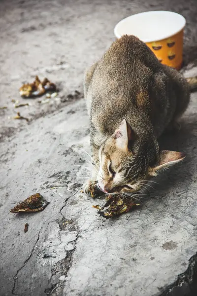 a wild cat eating fried fish