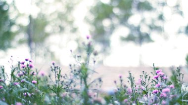 Bulanık yeşil tarlalar denizinin ortasında narin bir çiçek açar. Doğanın şiirlerini fısıldayan canlı bir renk serpintisi. Yalnız bir çiçek güzelliğini gözler önüne serer, yeşilden büyüleyici bir zıtlık. Zarafetle açan çiçekler, güzelliğin sırlarını fısıldıyor.