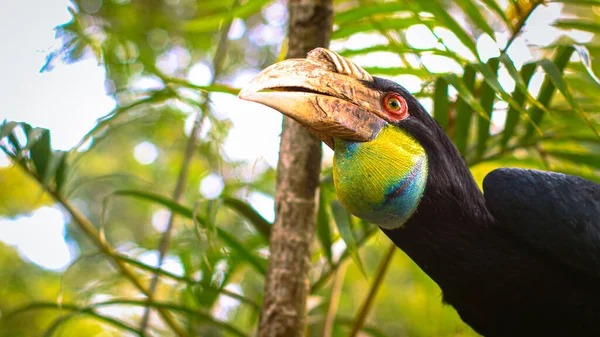 Hornbill Rangkong Enggang Julang Kangkareng Colorful Tropical Birds Sitting Branch — Stock Photo, Image