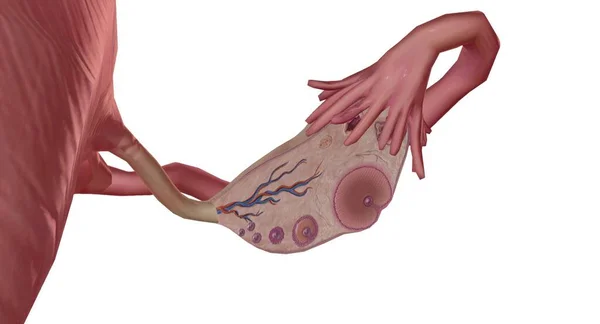 Una Capa Germinal Recubre Todo Ovario Hecho Células Epiteliales Cuboidales — Foto de Stock