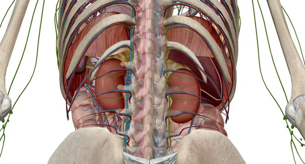 Adrenal hormonlar vücut fonksiyonlarının düzenlenmesine yardımcı olur. Metabolizma, kan basıncı ve vücudun strese tepki verir. 3B görüntüleme