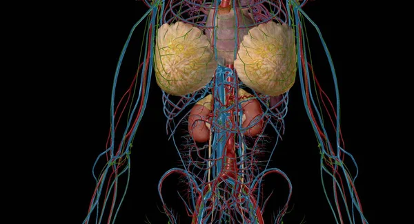 Adrenal hormonlar vücut fonksiyonlarının düzenlenmesine yardımcı olur. Metabolizma, kan basıncı ve vücudun strese tepki verir. 3B görüntüleme