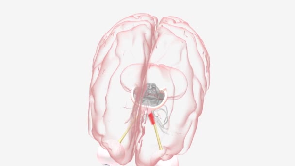 视神经炎弱视3D医学 — 图库视频影像