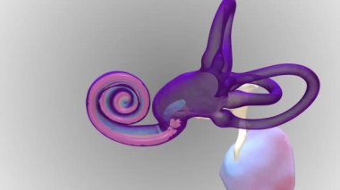 Koklea, iç kulakta bulunan ve işitme duyusunda hayati bir rol oynayan ve işitsel aktarım sürecine katılan sıvı dolu spiral şekilli bir boşluktur.