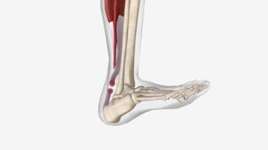 Yırtık Aşil Tendonlu Esneme ve Uzatma .