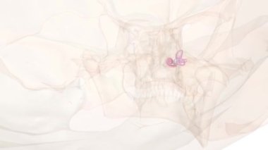 Vestibüler reseptörler iç kulakta, işitsel kokleanın yanında duruyor. Dönme hareketini (baş dönüşleri), doğrusal hareketi (çeviriler) algılarlar) .