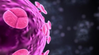 HIV-1 virionları, bir plazma zarıyla çevrili konik bir kapsül içinde tek iplikli bir RNA genomunun iki kopyasını içerir.