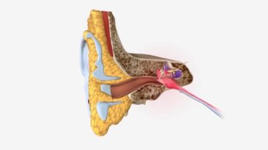 Kulak ağrıları kulak enfeksiyonunun bir belirtisi ya da altta yatan bir hastalığın belirtisi olabilir. .