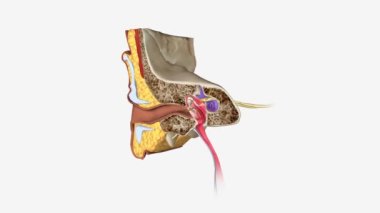 Kulak Koronal Çapraz Bölüm 3D Tıbbi