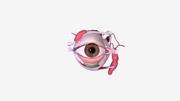 Göz Bölgesel Anatomi Tıbbi — Stok video