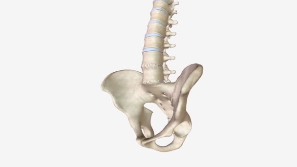 Ankylosing Spondylitis Omurga Eklemlerinde Bağlarında Iltihaplanmaya Neden Olan Bir Tür — Stok video