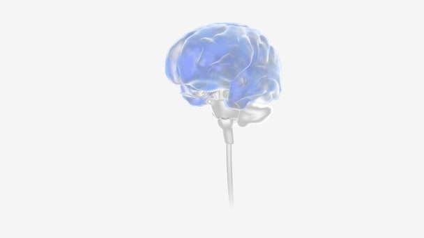 Epilepsia Convulsión Actividad Neuronas — Vídeo de stock