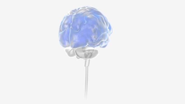 Atividade Apreensão Epilepsia Neurônios — Vídeo de Stock