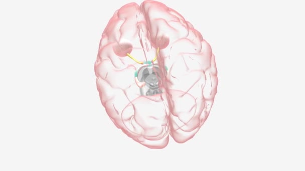 Optisk Neurit Försämrad Syn Medicinsk — Stockvideo