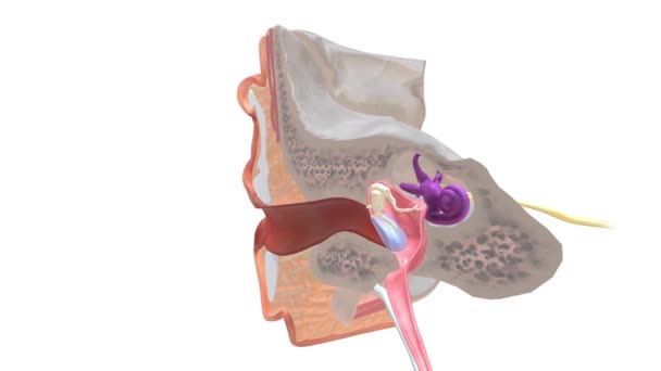 外耳可以从功能上和结构上分为两部分 — 图库视频影像