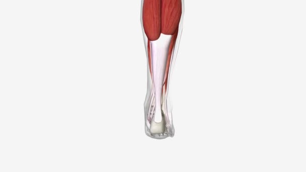 踝关节的屈伸和伸展被称为背肌屈伸和足底屈伸 — 图库视频影像