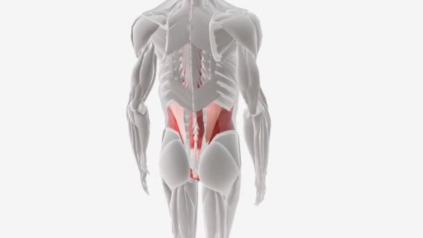 Músculos Abdominales Apoyan Tronco Permiten Movimiento Mantienen Los Órganos Lugar — Vídeos de Stock