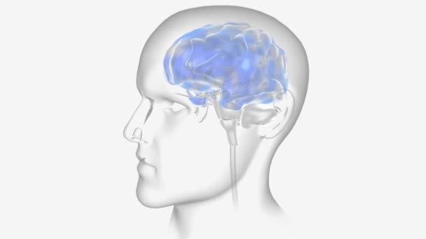 Epilepsia Convulsión Actividad Neuronas — Vídeos de Stock
