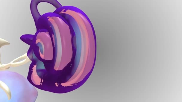 内耳耳蜗液3D医学 — 图库视频影像