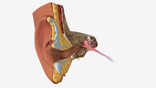 Orta Kulak Enfeksiyonu Kulak Zarının Arkasındaki Bir Enfeksiyondur — Stok video