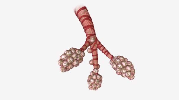 Alveoli Anatomia Oskrzeli Oddechowych Medycyny — Wideo stockowe