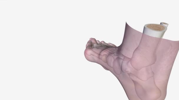 ブニオンと重なり合うつま先 3D医療 — ストック動画