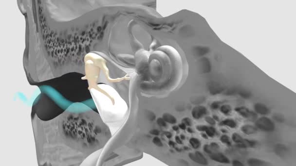 人体中最小的骨头 即听觉骨骼 是每个中耳的三块骨头 它们一起工作 把声波传送到内耳 — 图库视频影像