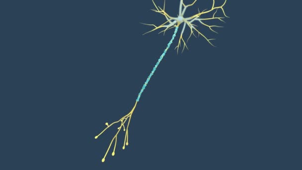 退化したミエリン鞘を持つニューロン — ストック動画