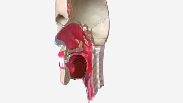Övre Luftvägsinfektion Påverkar Övre Delen Andningssystemet Inklusive Bihålor Och Hals — Stockvideo