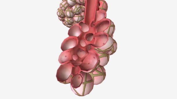 Alveoli Cross Bagian Alveolus Medis — Stok Video
