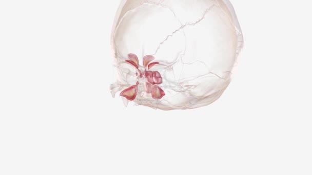 Sinüzit Sinüslerini Kaplayan Dokunun Iltihaplanması Şişmesidir — Stok video