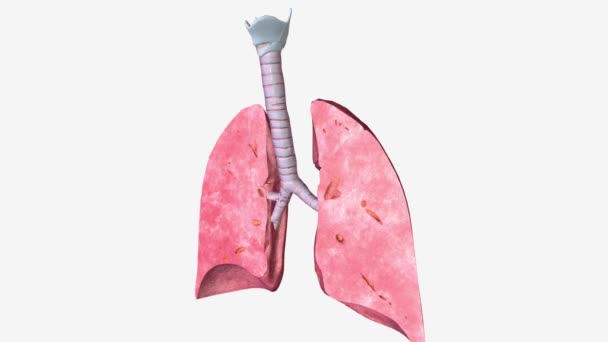 Akciğerler Koronal Çapraz Bölüm Tıbbi — Stok video