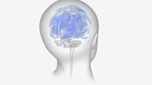 Atividade Apreensão Epilepsia Neurônios — Vídeo de Stock