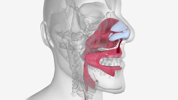 エピスタキシス Epistaxis 鼻血とも呼ばれる 鼻の血管からの小出血を指す — ストック動画