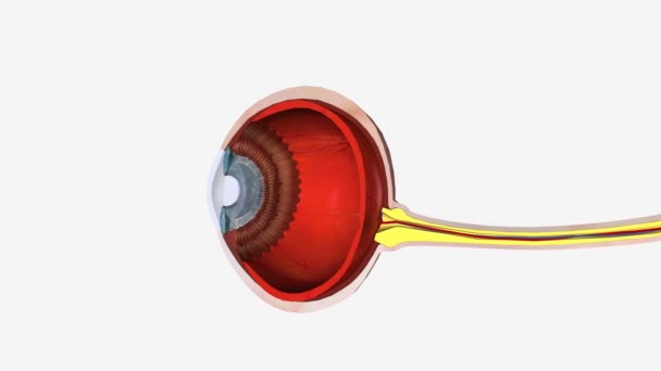 Hypertension Oculaire Réfère Une Pression Intraoculaire Élevée — Video
