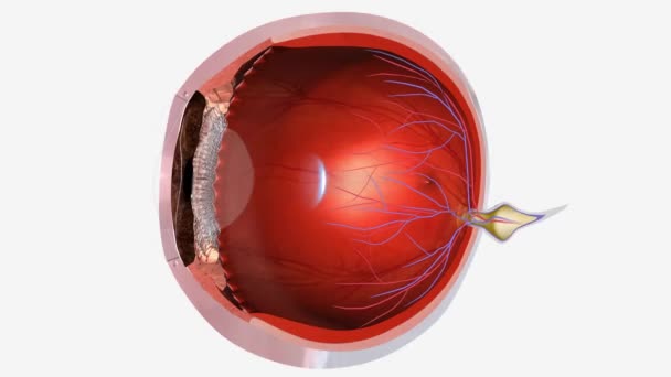 近视眼 医学上称为近视眼 是一种视觉状态 在这种状态下 人们可以清楚地看到近视物体 但远离近视眼的物体却出现了 — 图库视频影像