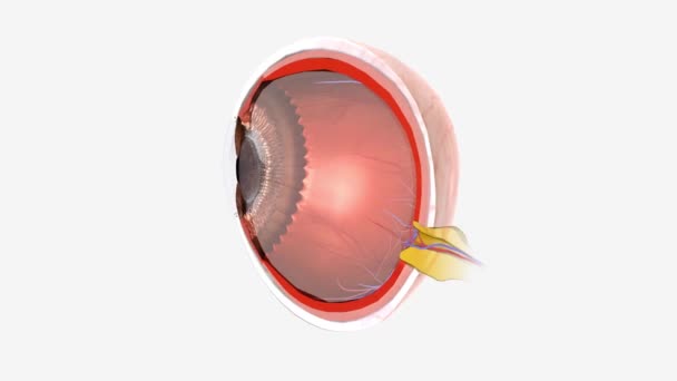 Eye Sagittal Cross Section Medisch — Stockvideo