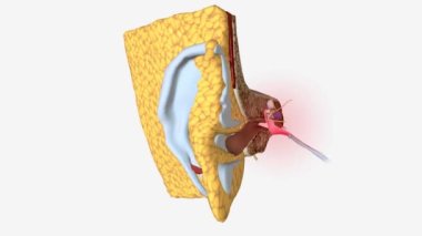 Kulak ağrıları kulak enfeksiyonunun bir belirtisi ya da altta yatan bir hastalığın belirtisi olabilir. .