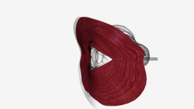 Orbikülaris oculi kası göz kapaklarında bulunan bir kastır..