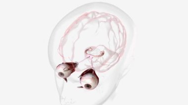 Normal Visual Pathway with Eye Movement .