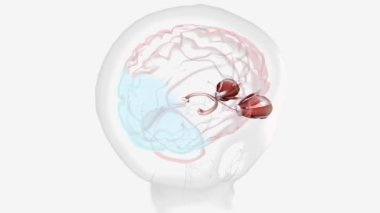 Normal Visual Pathway with Eye Movement .