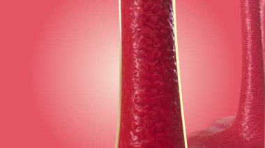 Genel Soğuk Bağışıklık Tepkisi Rhinovirüs .