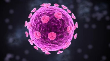 HIV-1 virionları, bir plazma zarıyla çevrili konik bir kapsül içinde tek iplikli bir RNA genomunun iki kopyasını içerir.