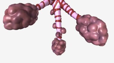 Alveoli ve Bronşiol Sigara İçmenin Zararı .
