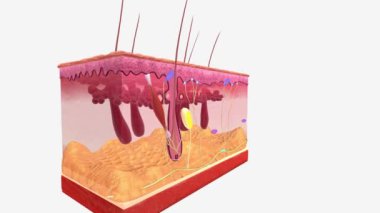 Pacinian hücreleri, aynı zamanda Vater-Pacini veya lamellar yuvarlar olarak da bilinir.,