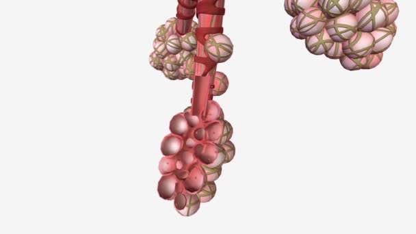 Alveoli Cross Розділ Медичний — стокове відео