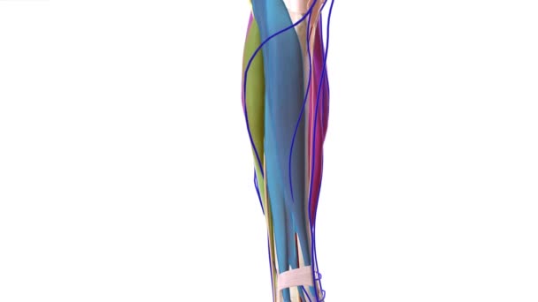 腿的侧室是小腿的筋膜室 它包含的肌肉可以使足部产生伸缩和足底弯曲 — 图库视频影像