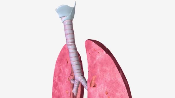 Lung Coronal Cross Seksi Trachea — Stok Video